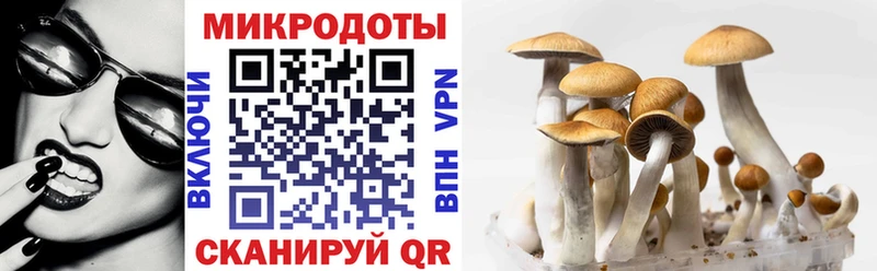 дарнет шоп  Щёлкино  Галлюциногенные грибы Psilocybe 